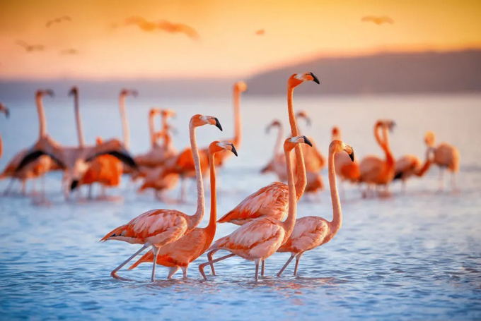 Birds